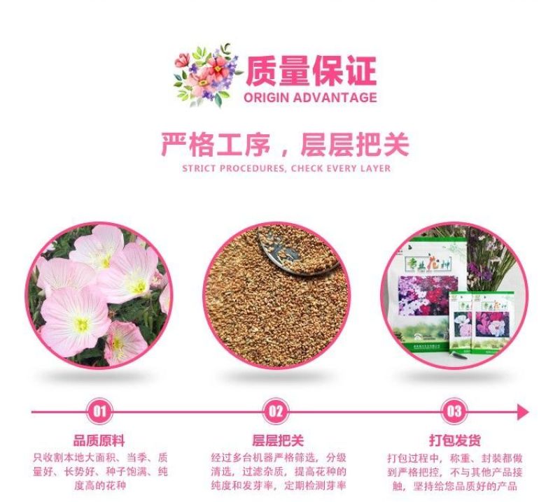 美丽月见草种子多年生四季开花易活阳台盆栽室外庭院花卉花种