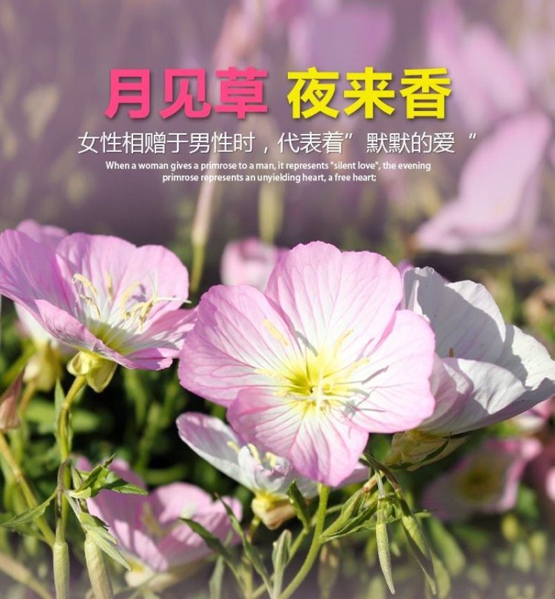 美丽月见草种子多年生四季开花易活阳台盆栽室外庭院花卉花种