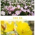 美丽月见草种子多年生四季开花易活阳台盆栽室外庭院花卉花种