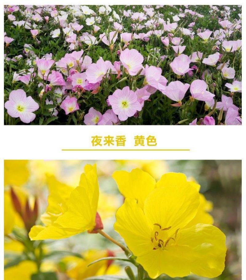 美丽月见草种子多年生四季开花易活阳台盆栽室外庭院花卉花种