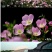 美丽月见草种子多年生四季开花易活阳台盆栽室外庭院花卉花种