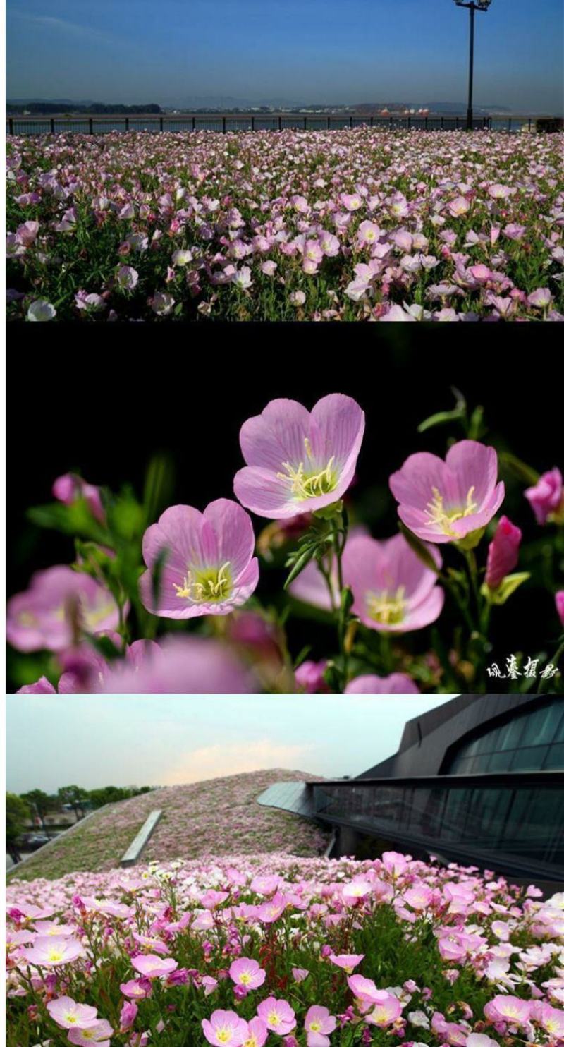 美丽月见草种子多年生四季开花易活阳台盆栽室外庭院花卉花种