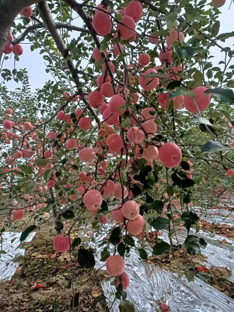 陕西延安延长，山地苹果，红甜富士15229696857－