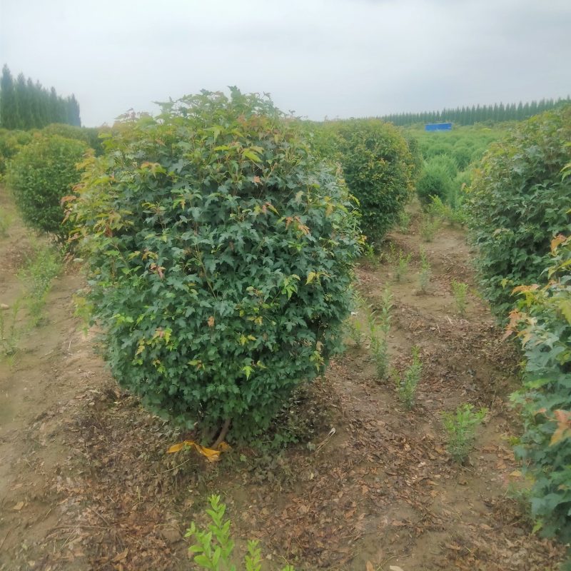 三角枫球修剪5年球量大优惠，三角枫工程苗及小苗