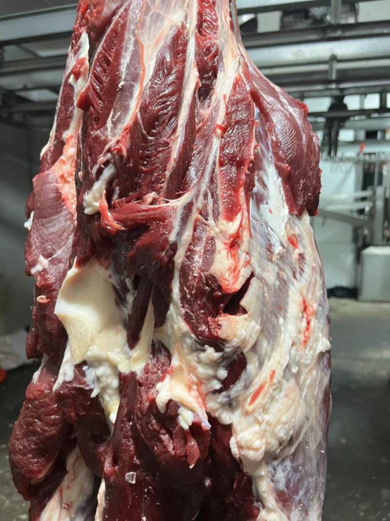 国产西门塔尔公牛鲜肉，样品如图，都是大牛肉