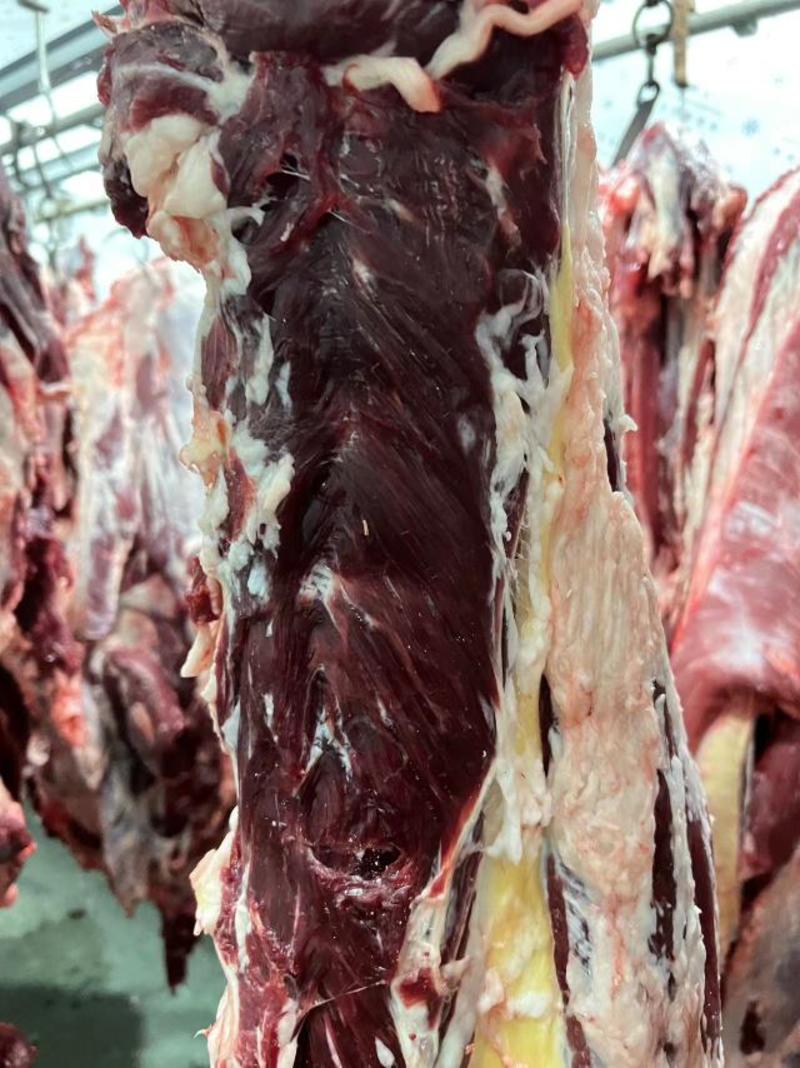 国产西门塔尔公牛鲜肉，样品如图，都是大牛肉
