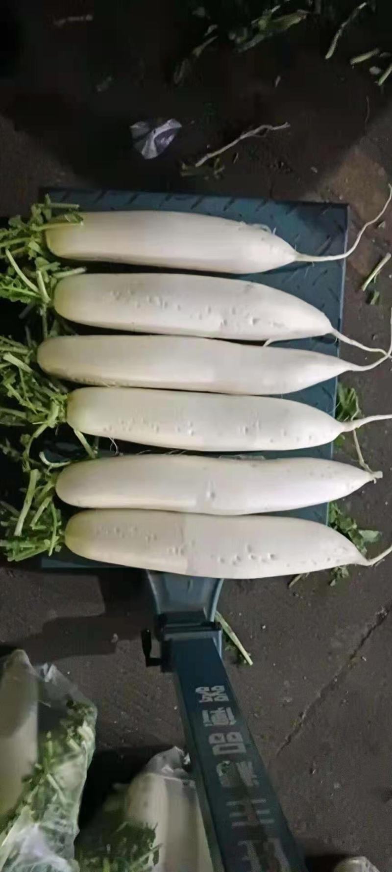 萝卜！白萝卜，长萝卜？高山萝卜