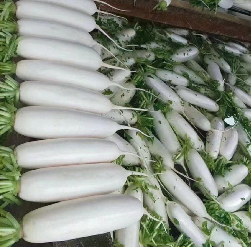 萝卜！白萝卜，长萝卜？高山萝卜