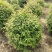 三角枫球修剪5年球量大优惠，三角枫工程苗及小苗