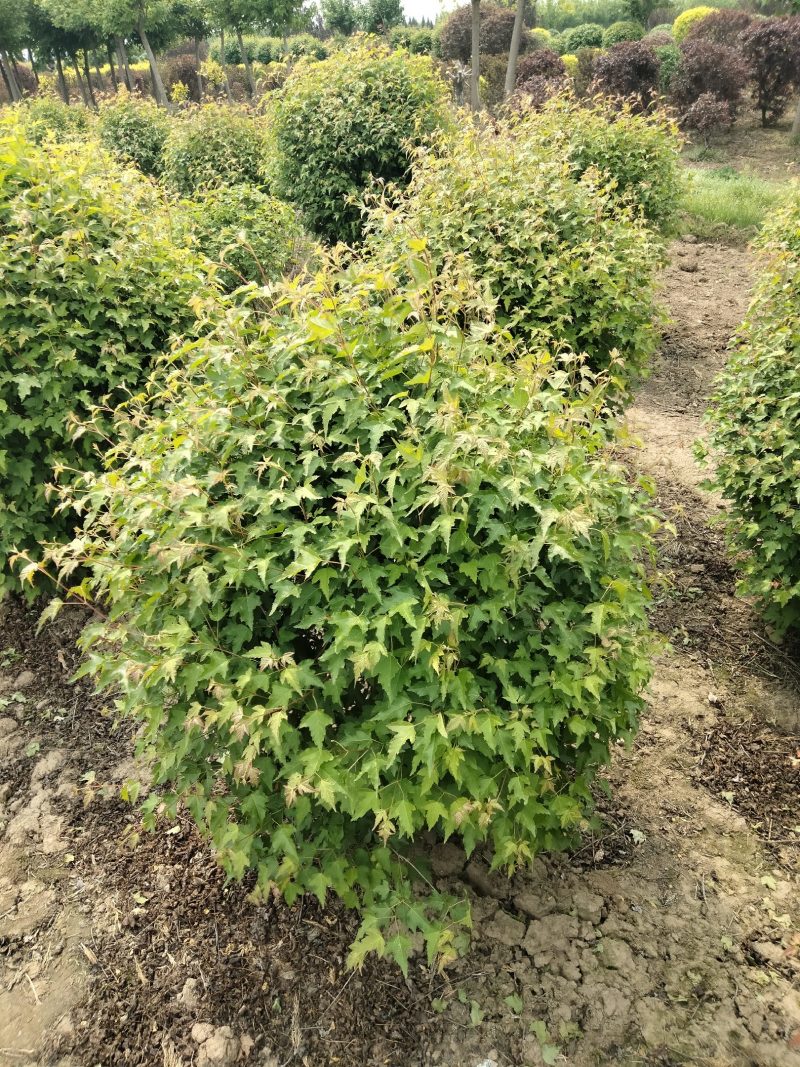 三角枫球修剪5年球量大优惠，三角枫工程苗及小苗