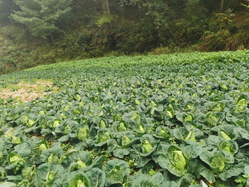 牛心白菜！牛心白！鸡心白！小铁头