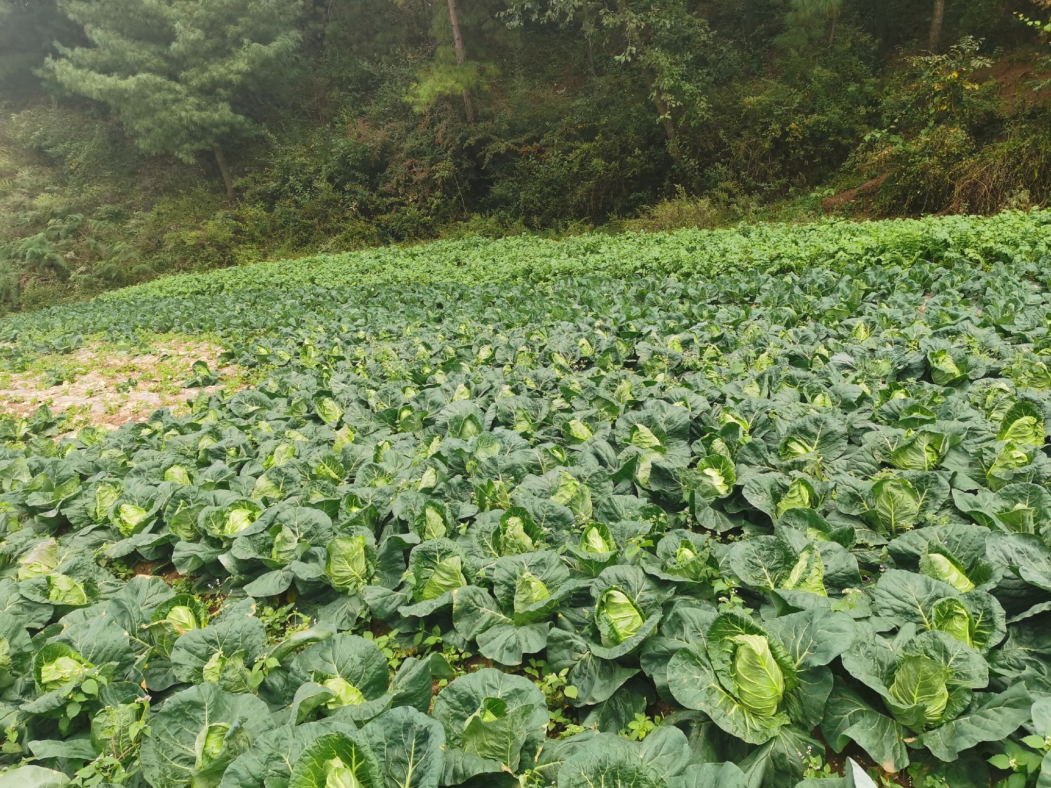 有机牛心甘蓝在农田中生长场景