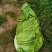 牛心白菜！牛心白！鸡心白！小铁头