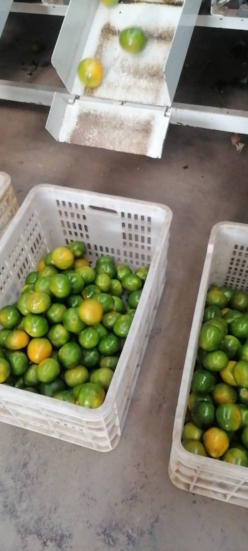 【普早蜜桔】湖南永州高山蜜桔特早蜜橘一手货源支持视频看货