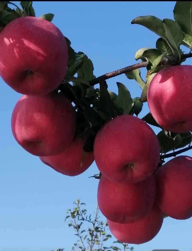 新疆阿克苏冰糖心苹果产地直发，个头大，甜度高。
