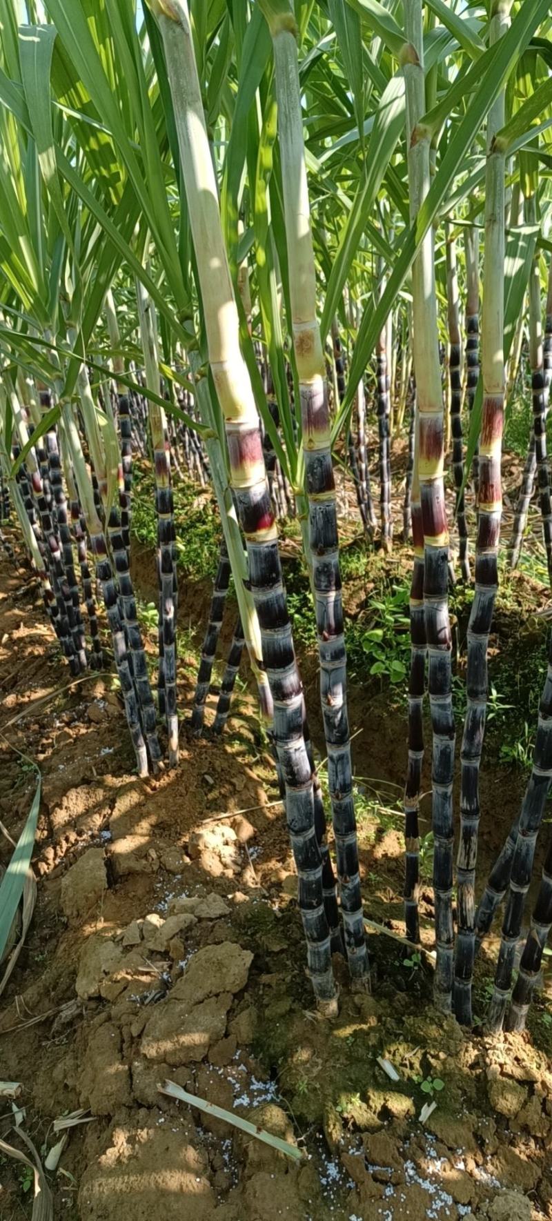 精品黑皮果，清甜脆口水分足，量大价格实惠