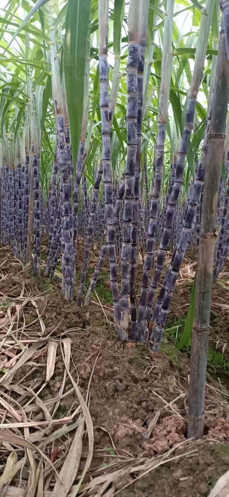 优质黑皮甘蔗，脆甜爽口水分足，节巴均匀漂亮