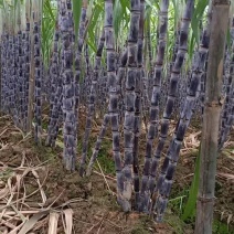 优质黑皮甘蔗，脆甜爽口水分足，节巴均匀漂亮