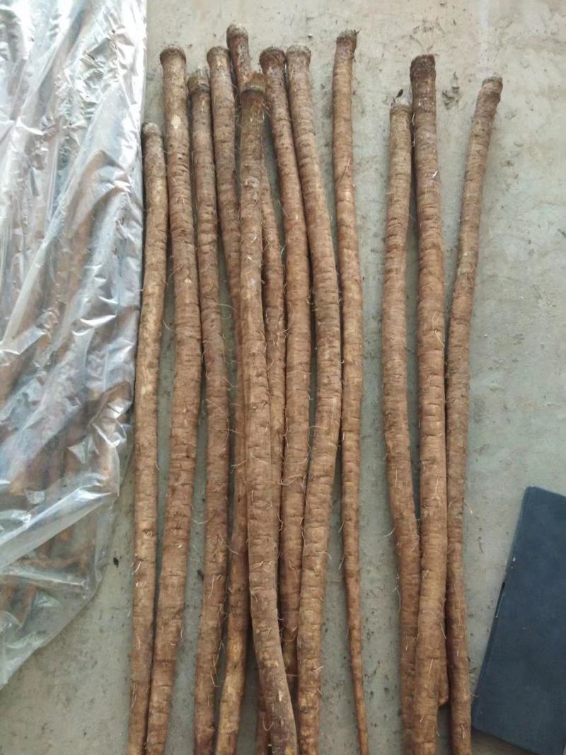 牛蒡保鲜牛蒡牛蒡根牛蒡茶牛蒡干条牛蒡圆片颗粒