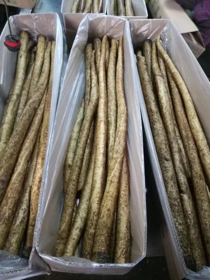 牛蒡保鲜牛蒡牛蒡根牛蒡茶牛蒡干条牛蒡圆片颗粒