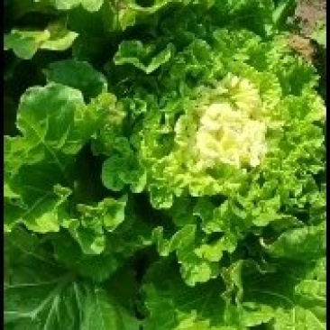 精品高庄黄心大白菜品质优良种植基地直发量大从优