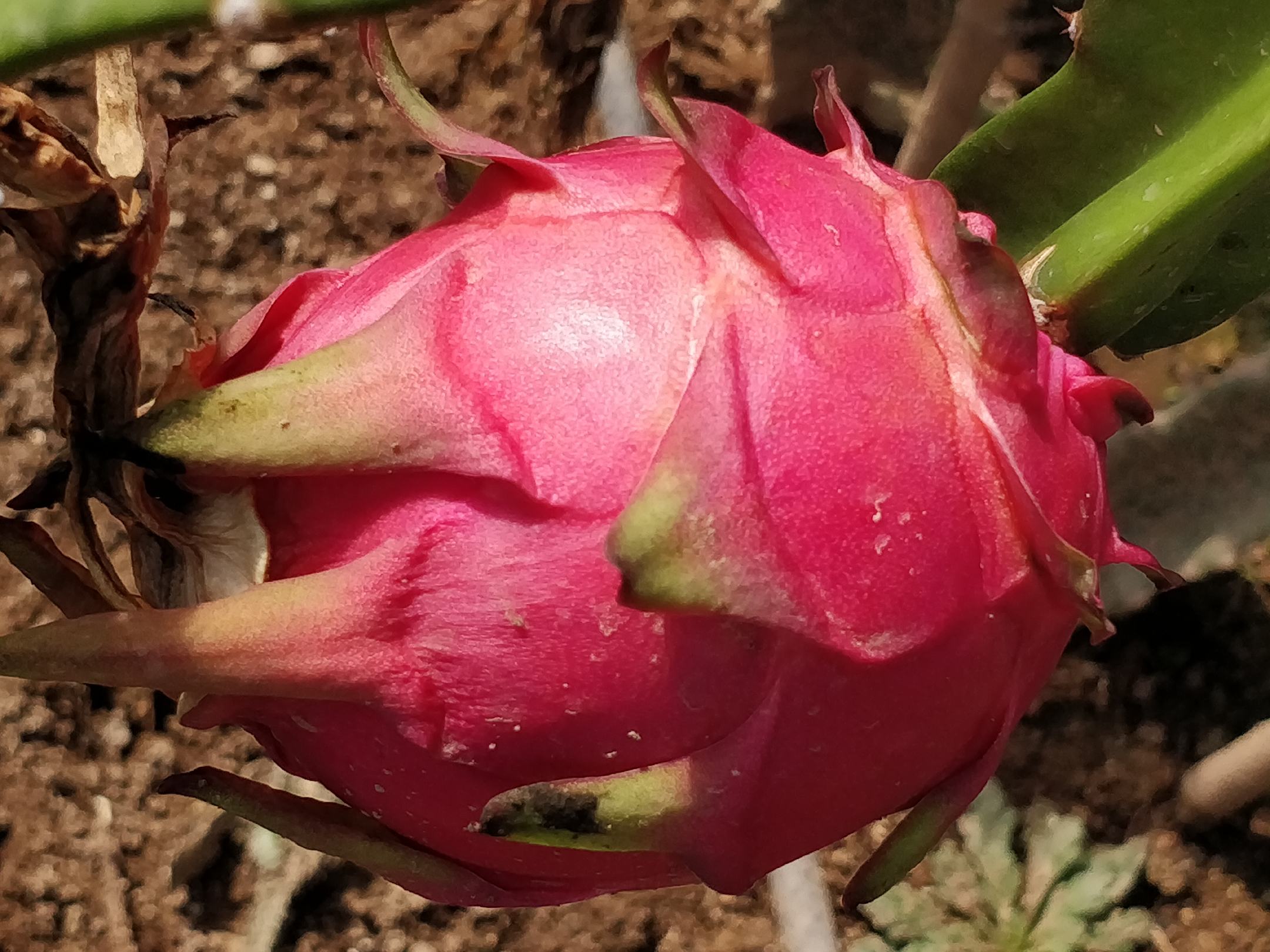黄皮火龙果特写