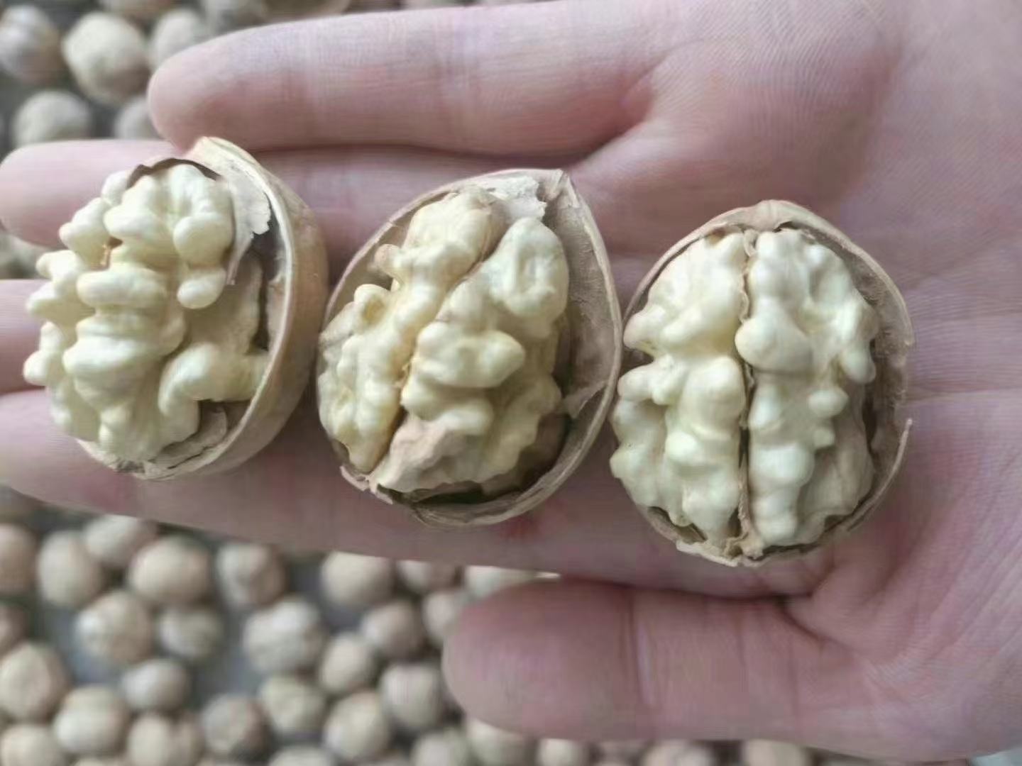 左侧为青皮刚自然开裂的新疆185纸皮核桃鲜果,果壳薄而均匀,缝合线紧密;右侧为标准晾晒干燥后的干果,外壳浅黄褐色、无霉斑、无虫蛀孔,仁饱满呈琥珀色,表面覆薄层天然磷脂膜——此类原料冷榨出油率稳定在49.5%以上 新疆阿克苏产区纸皮核桃鲜果与干果对比图