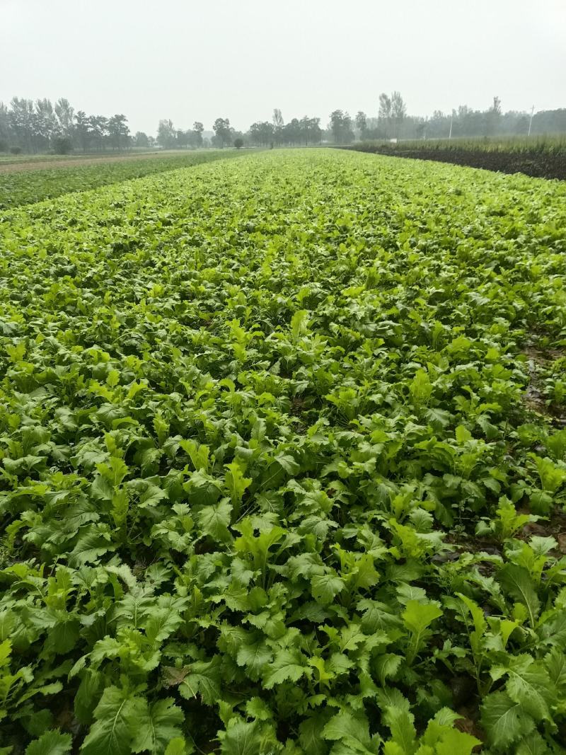 安徽亳州雪里红基地大量上市，新货大叶，小叶，质量保证