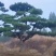 各种松树迎客松黑松造型松等等