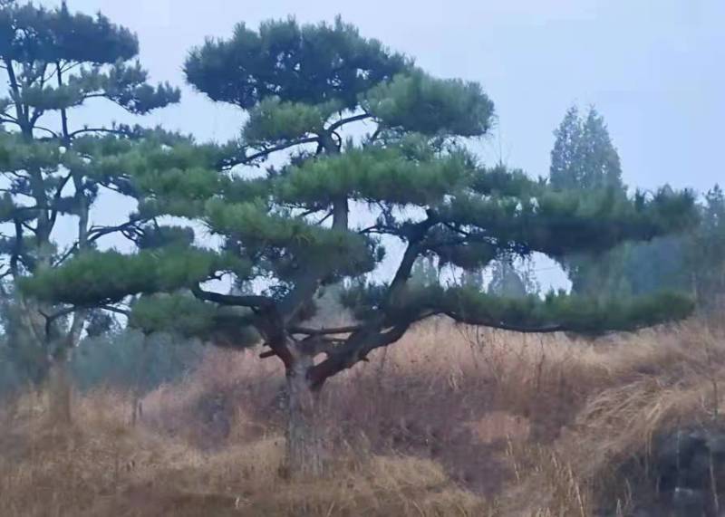 各种松树迎客松黑松造型松等等