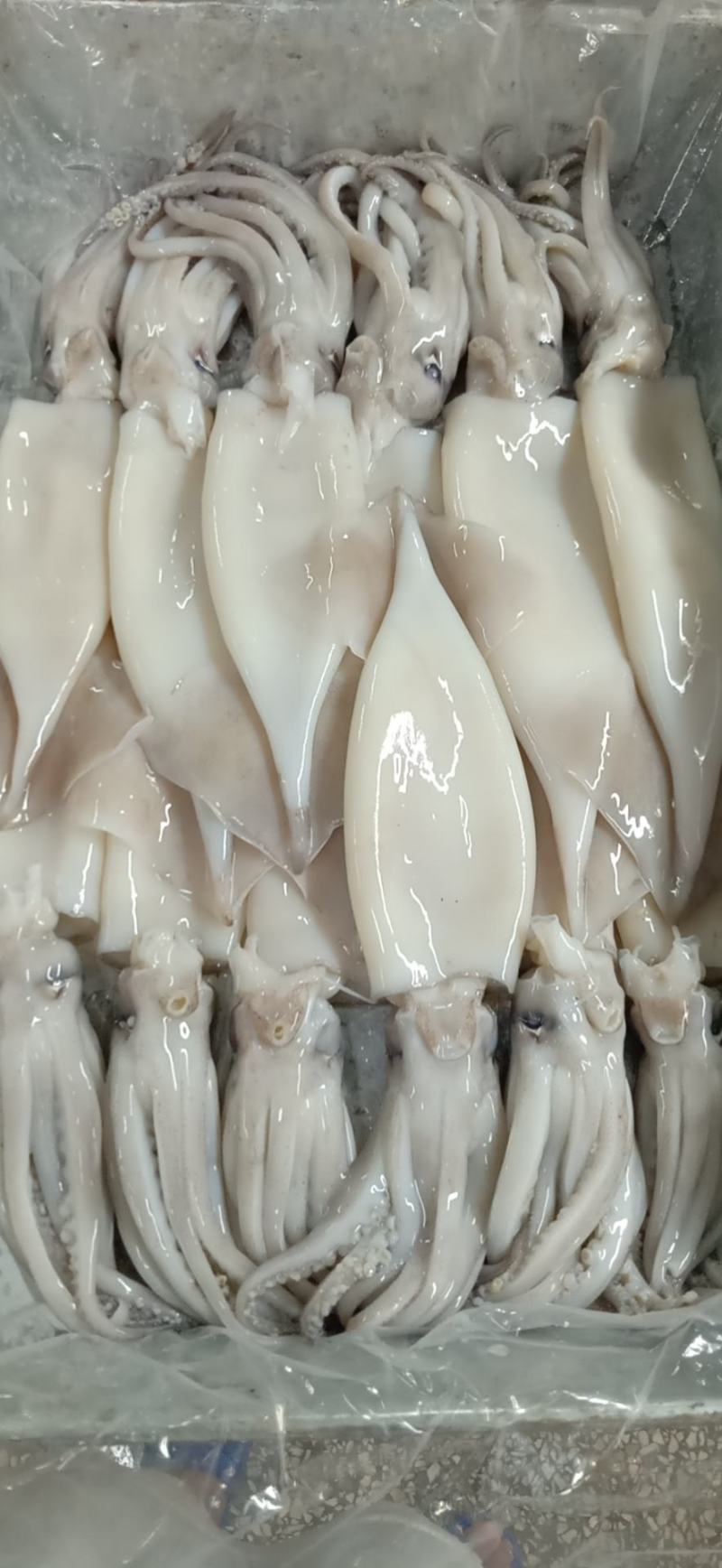 去皮去内脏鱿鱼，一手货源，市场广阔，欢迎老板来撩，，，，