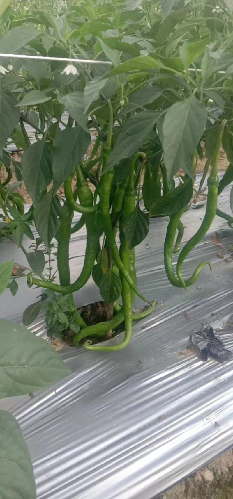 随行就市电议新鲜青线椒二荆条线椒新鲜二荆条一手货源直供