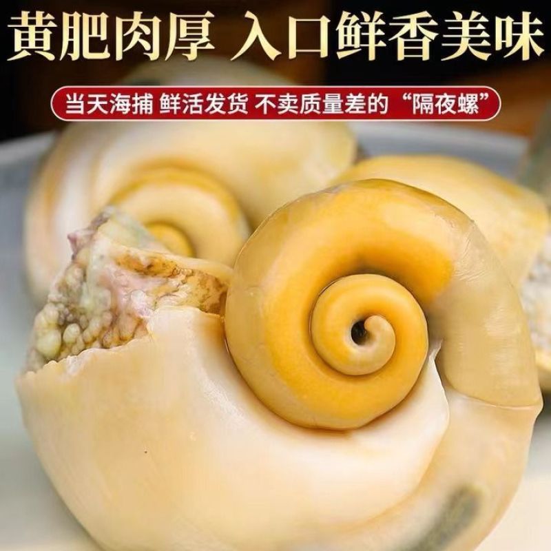 鲜活海螺大中小螺类海鲜水产贝类产地批发