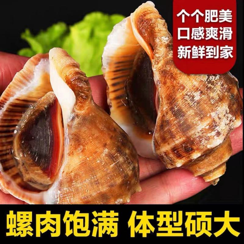鲜活海螺大中小螺类海鲜水产贝类产地批发