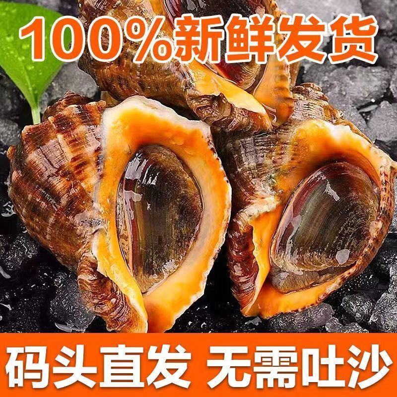 鲜活海螺大中小螺类海鲜水产贝类产地批发