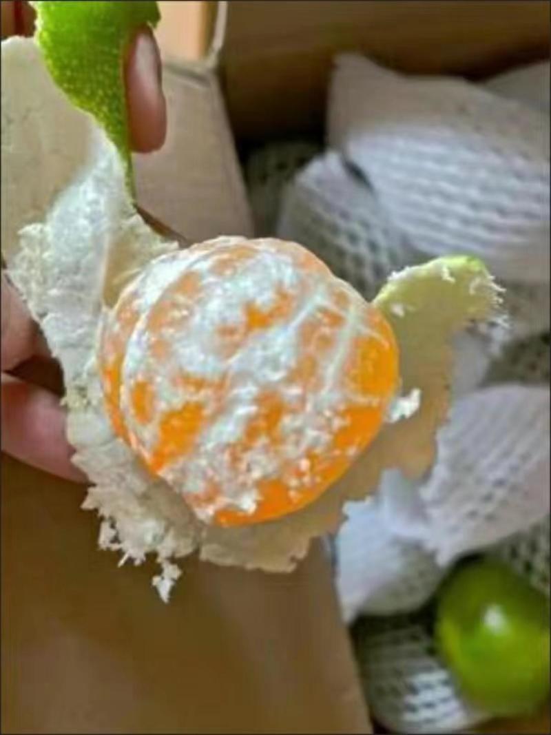 丹江口习家店武当柑橘雨后大量变黄，自然成熟，汁多味甜大量