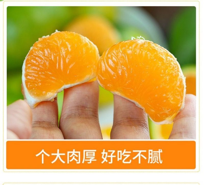 丹江口习家店武当柑橘雨后大量变黄，自然成熟，汁多味甜大量