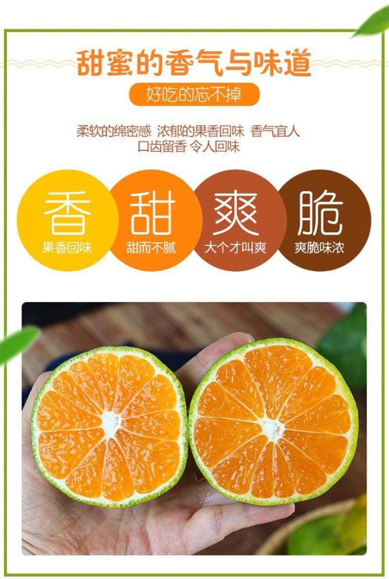 丹江口习家店武当柑橘雨后大量变黄，自然成熟，汁多味甜大量