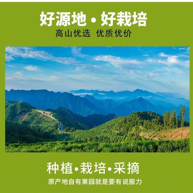 丹江口习家店武当柑橘雨后大量变黄，自然成熟，汁多味甜大量