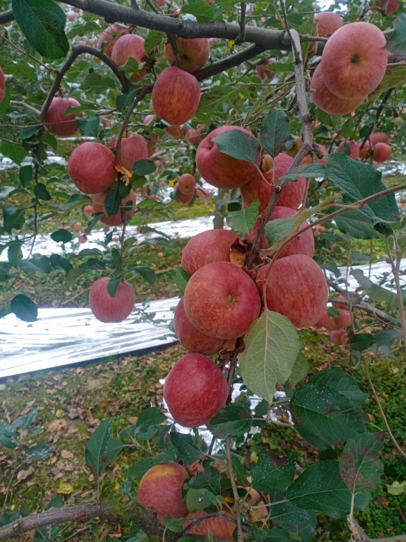 汉源糖心苹果大量上市口感脆供应电商超市欢迎老板下单咨询