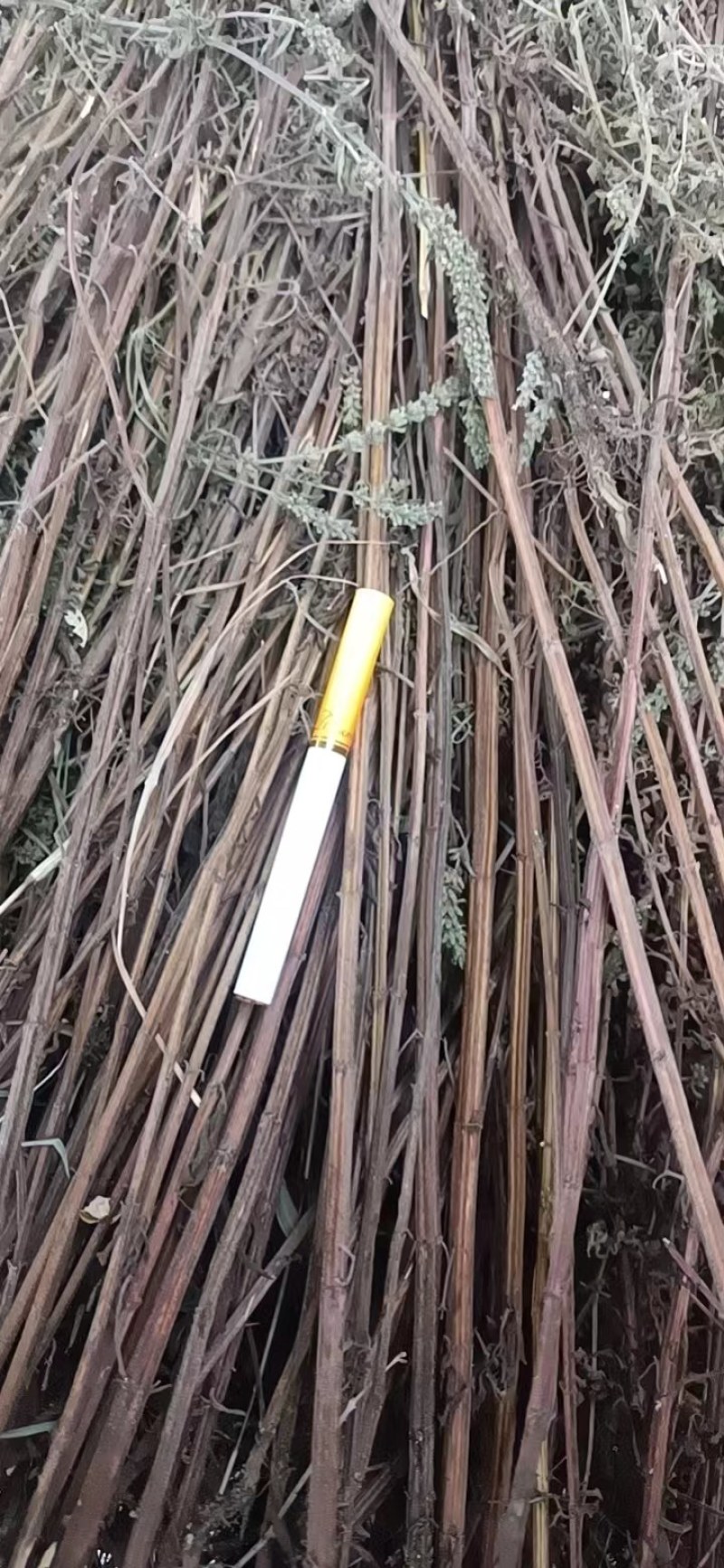 荆芥大货