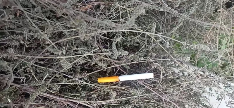 荆芥大货