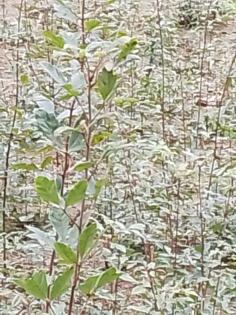 血皮槭绿化苗木大量可出货，基地一手货源，质量保证，价格优