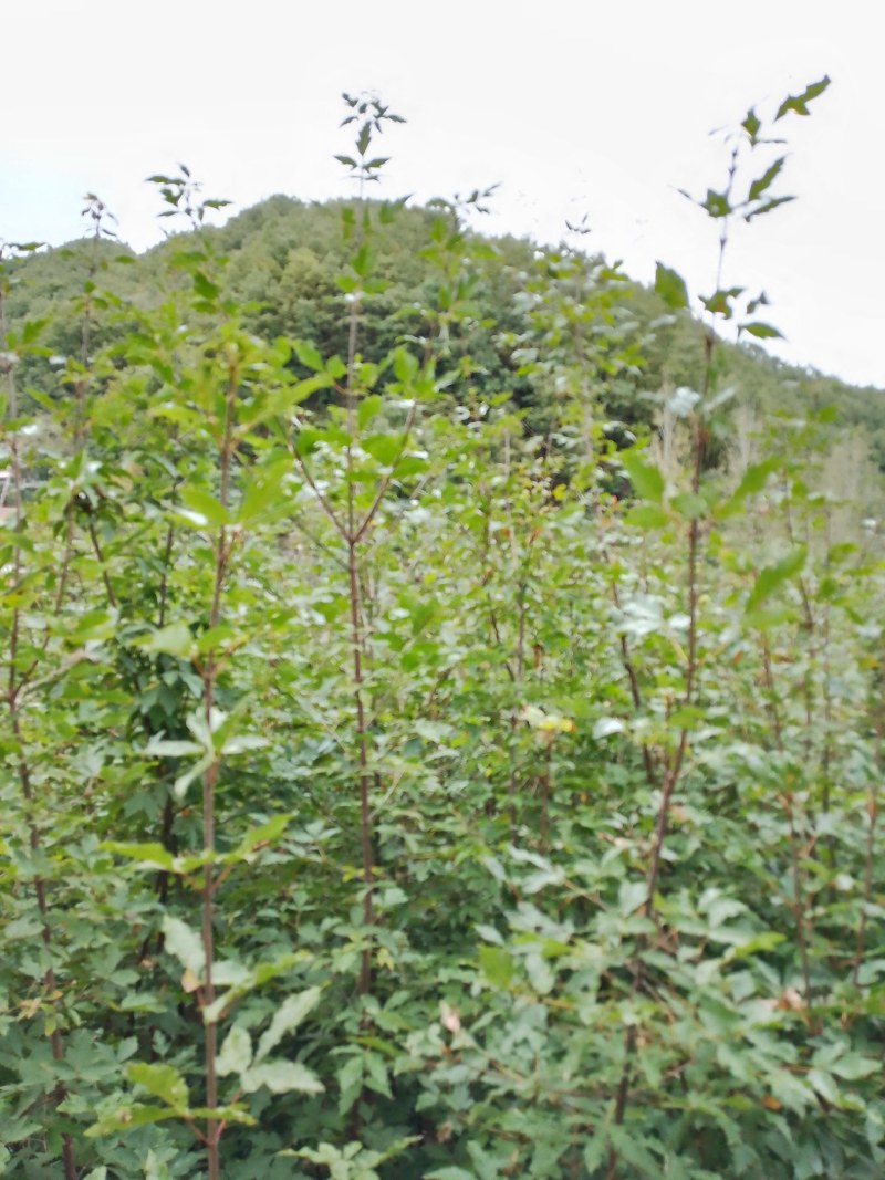 血皮槭绿化苗木大量可出货，基地一手货源，质量保证，价格优