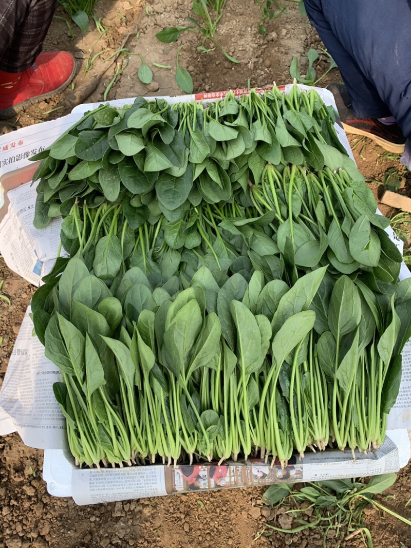 精品菠菜一手货源对接个大：电商团购批发零卖