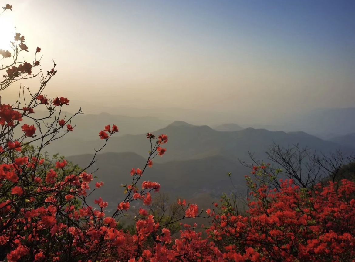 雏菊花海与远处山峦相映成趣