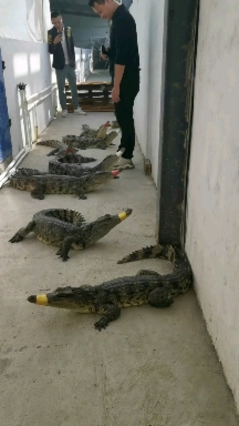 大量现货手续齐全每条都有标签20-30斤需要的客户