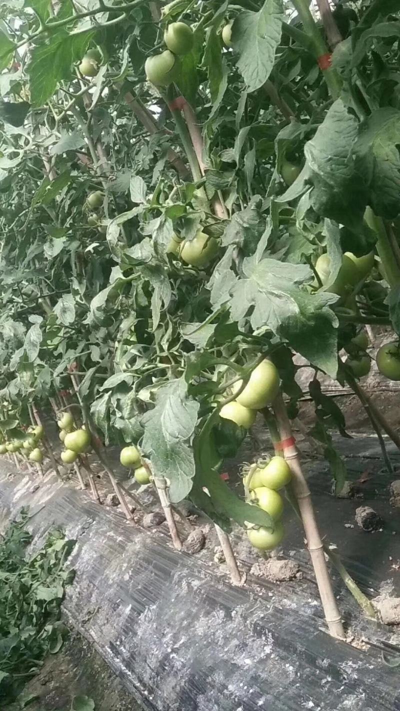 粉都53无限生长型粉红果番茄种子耐低口感好抗病无畸形果产