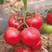 粉都53无限生长型粉红果番茄种子耐低口感好抗病无畸形果产
