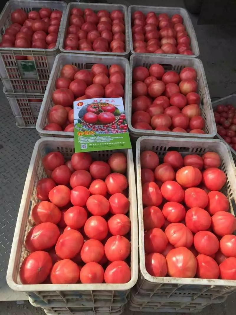 粉都53无限生长型粉红果番茄种子耐低口感好抗病无畸形果产